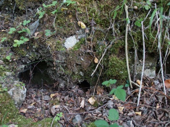 Kleinsäugerhöhlen werden auch von Kröten genutzt