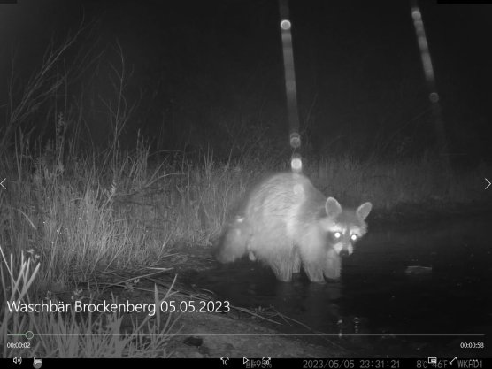 Nachweis des Waschbären durch Kamera-Monitoring