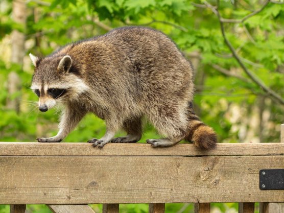 Der Waschbär ist ein hervorragender Kletterer