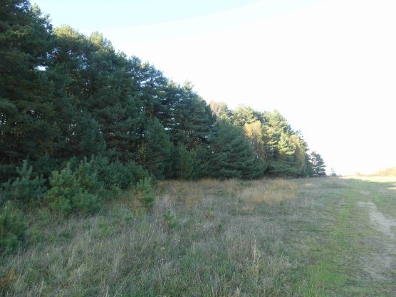 Waldrand in der Werther Heide vor der Umgestaltung