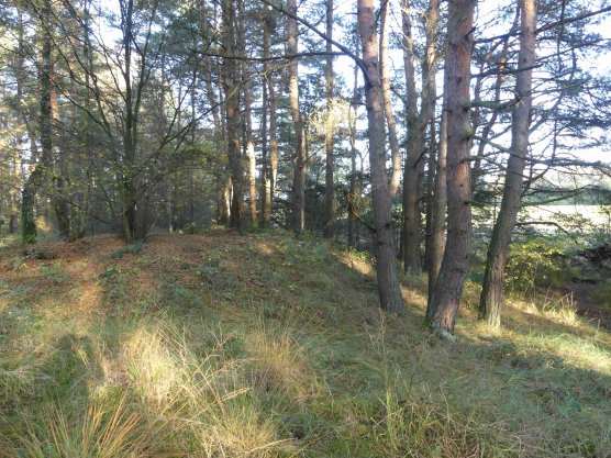 Gebietsfremde Kiefern in der Werther Heide