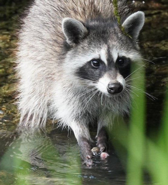 Mit seinen geschickten und  Fingern kann der Waschbär z.B. kleinste Körner auflesen, Behältnisse öffnen und Dinge auseinander nehmen