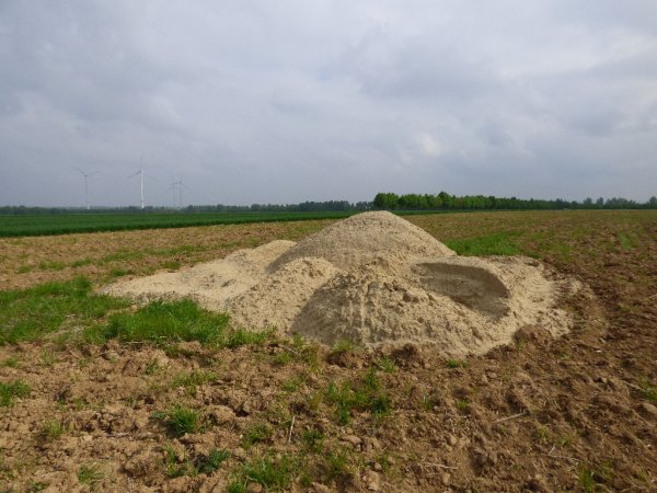 Anlage eines Sandhaufens als Überwinterungsquartier für Kreuzkröten