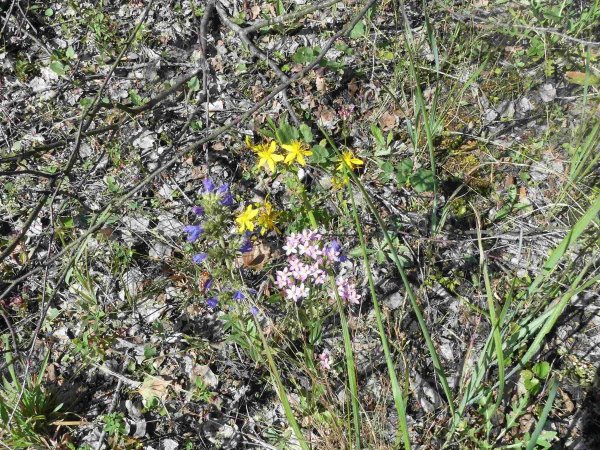 Pioniervegetation auf Bergehaldenmaterial Halde Adolf